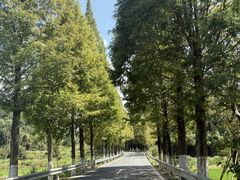 -小芝红树林