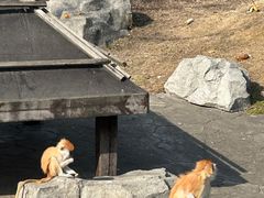 -苏州上方山国家森林公园