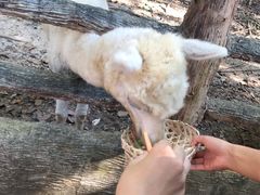 -清迈夜间动物园