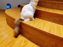 -啵啵喵·猫咖(攀华国际店)