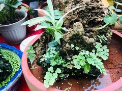 -秦美花卉(天朗·莱茵小城2期店)