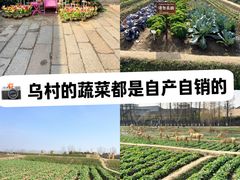 -乌村