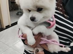 -安安宠医宠物医院·异宠·犬猫内科(岳阳分院)