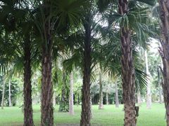 -中国科学院西双版纳热带植物园