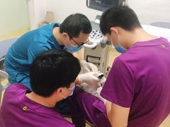 -创凡宠物医院·骨专科  猫科中心(西乡分院)
