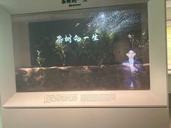 -中国茶叶博物馆(双峰馆区)