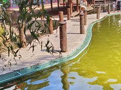-大鹅岛绿色生态美食园