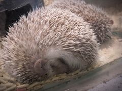 -momokira米努特·德文卷毛猫·棉花面纱犬