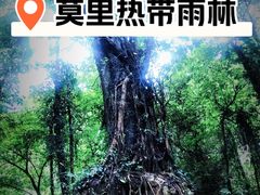-莫里热带雨林景区