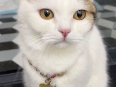 -凯特喵百思猫专科医院