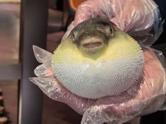 -肆月河豚·淮扬菜·湘菜(华天店)