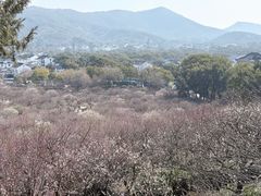 -香雪海