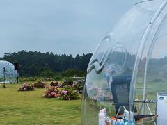 -空港花田景区
