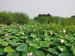 -白洋淀风景区