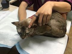 -A猫a狗全科·犬猫异宠·芥西宠物医院(南开总院)