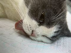 -瑞派康怡24h宠物医院·犬猫医疗中心·微创绝育(瑞景分院)
