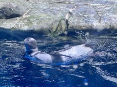 -上海海昌海洋公园