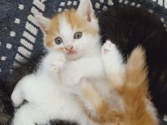 -平行世界·猫咖(首经贸店)