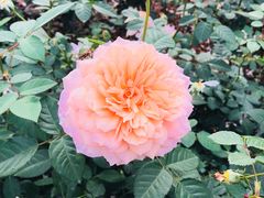 -人民公园(罗湖区)