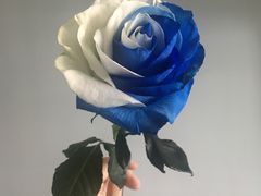 -Butchart布查德鲜花(花艺设计中心)