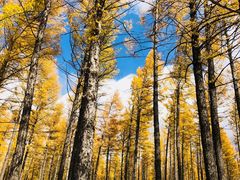 -塞罕坝国家级自然保护区