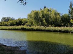 -大兴滨河森林公园