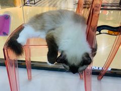 -糯米喵星人·撸猫猫舍咖啡馆(西市场嘉华店)