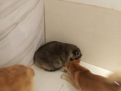 -浣熊柯尔鸭土拨鼠·电玩咖