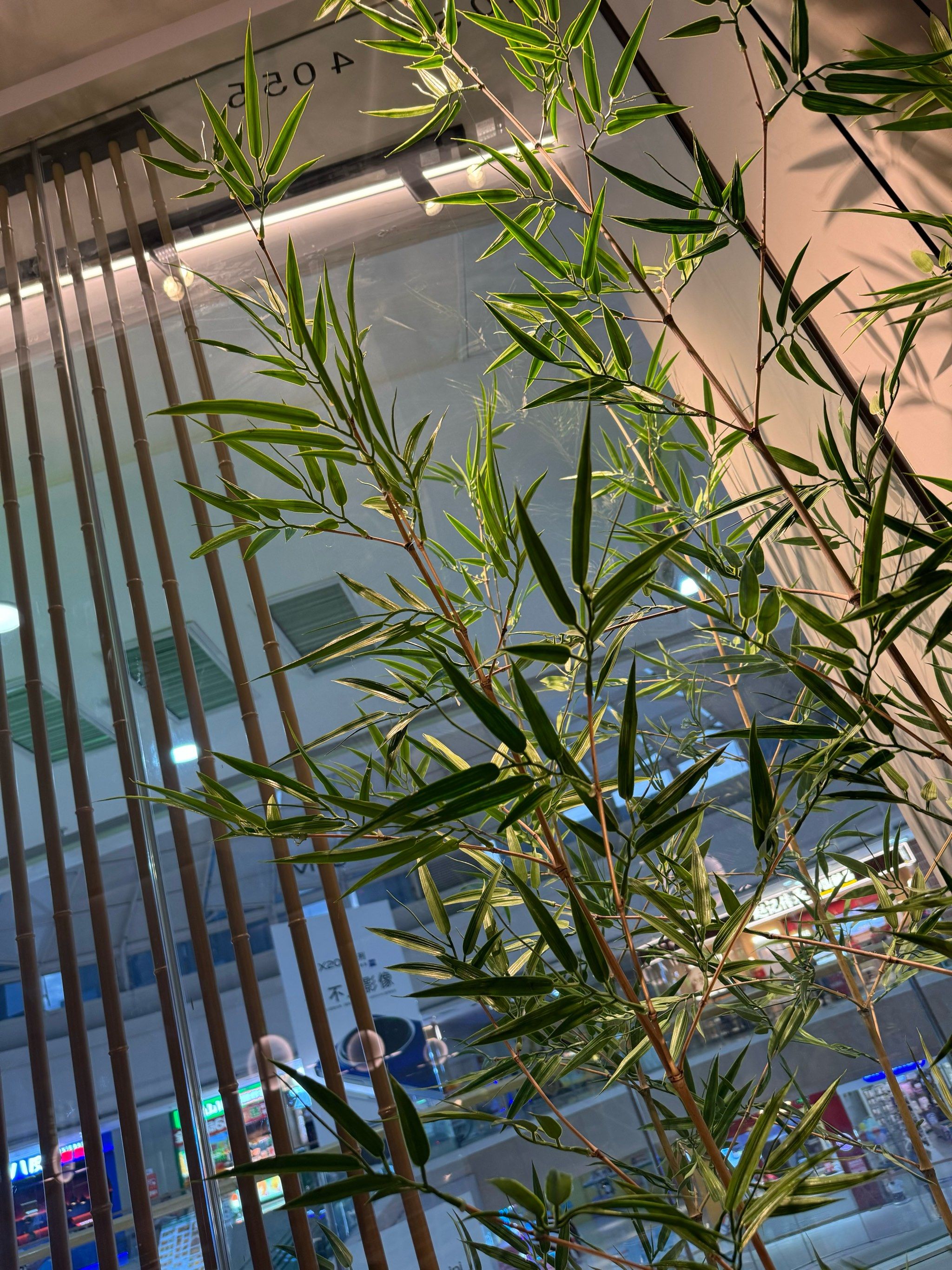 餐厅环境好温馨,竹子的感觉有很清新,推荐推荐