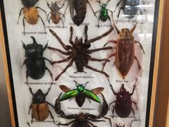 -植物学家的女儿(北马道巷店)