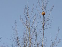 -白鹭湾湿地公园