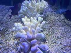 -海合安天津极地海洋公园