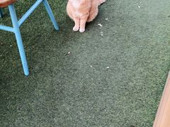 景观位-Sirena海妖日咖夜酒