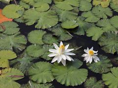 -国家植物园南园