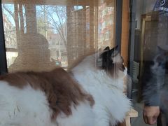 -猫十亿·布偶金渐层·曼基康矮脚猫舍(青年路店)