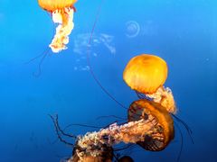 -太平洋海底世界