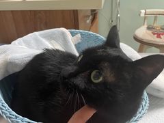 -纳吉亚猫专科动物医院博雅分院