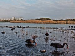 -西山漾湿地公园