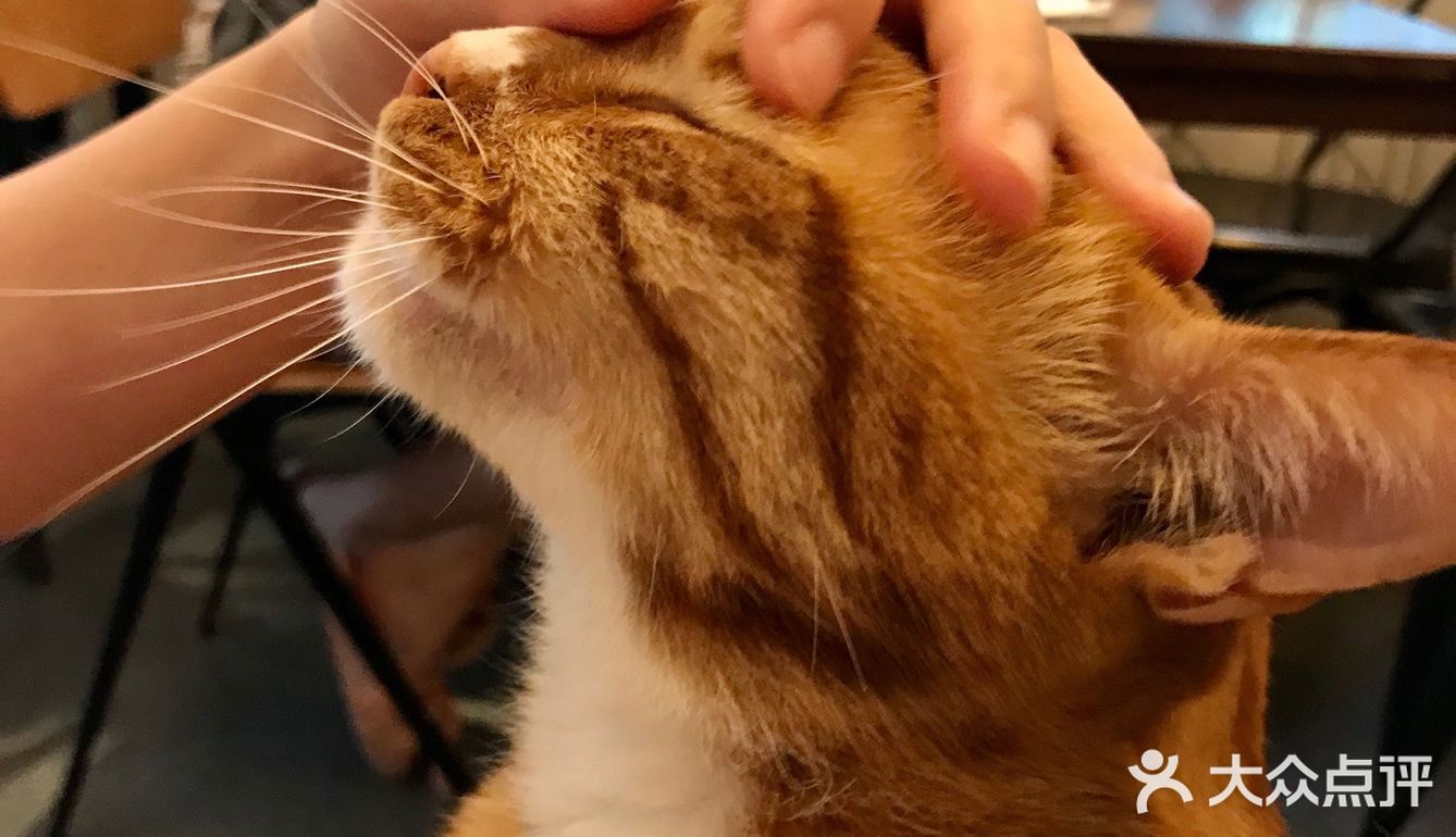 江南西专心做的蛋糕小屋：网友推荐菜居然是只橘猫