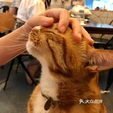 江南西专心做的蛋糕小屋：网友推荐菜居然是只橘猫