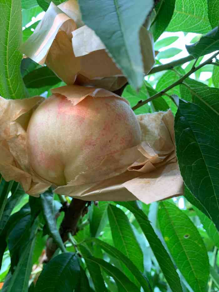 南汇大团水蜜桃-"感觉不是很好,10元一斤,女主在集散中心.