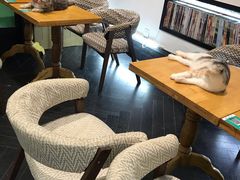 -猫色咖啡·猫咖