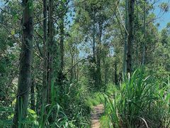 -黄埔油麻山森林公园