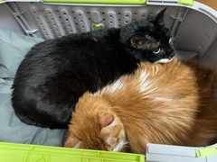 -宠福鑫动物医院(望京分院)