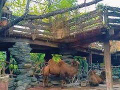 -长鹿旅游休博园