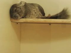 灰色龙猫-龙猫仔乐园(惠福东路店)