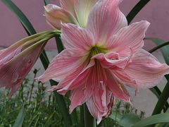 -正佳雨林生态植物园