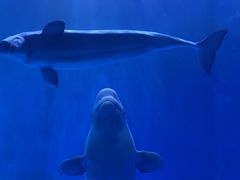 -多彩贵州城极地海洋世界