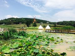 -大塘金香草谷