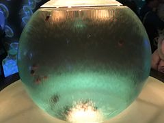 -新世界百货(明洞总店)